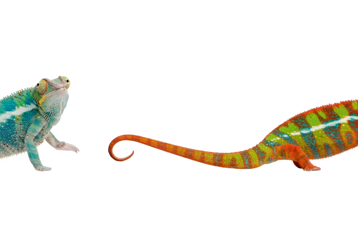 Featured image for “What are long-tail keywords in SEO?”